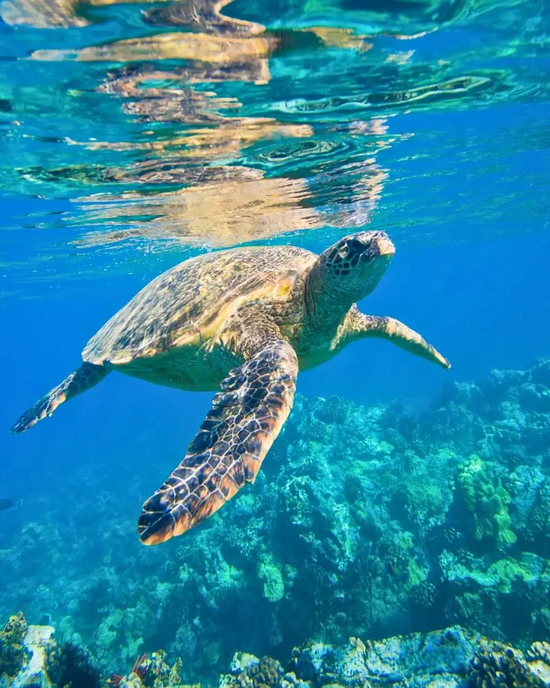 Flyer von Abu Dabbab-Schildkröten