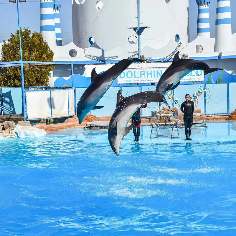 Spectacle de dauphins 7