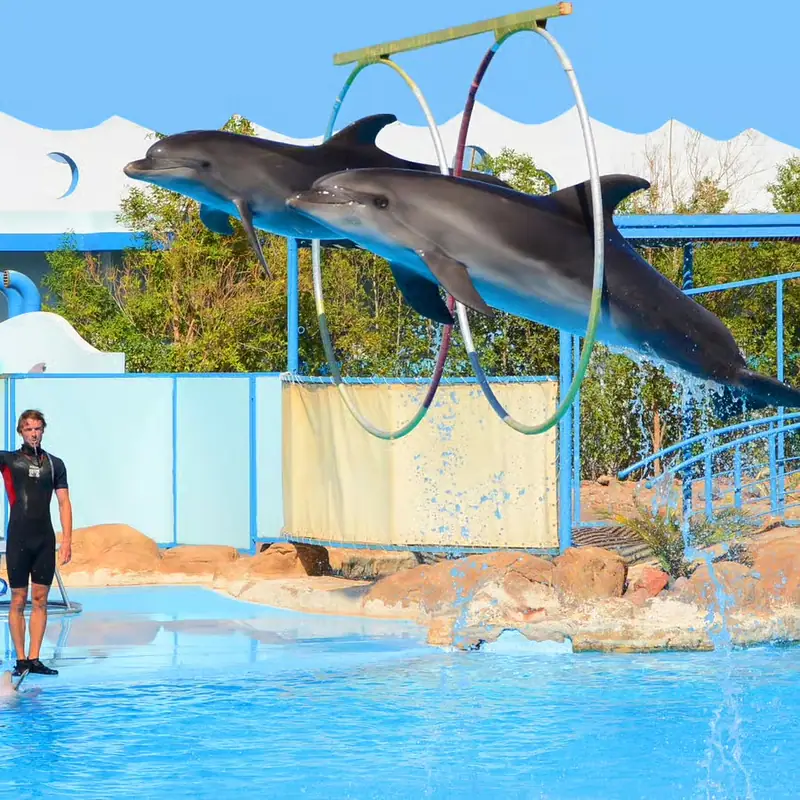 Spectacle de dauphins 8