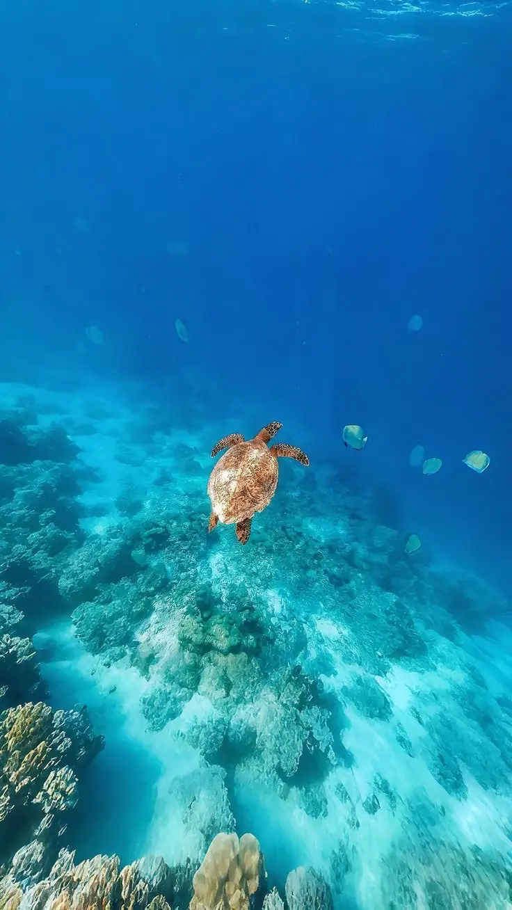 Abu Dabbab-Schildkröten 2
