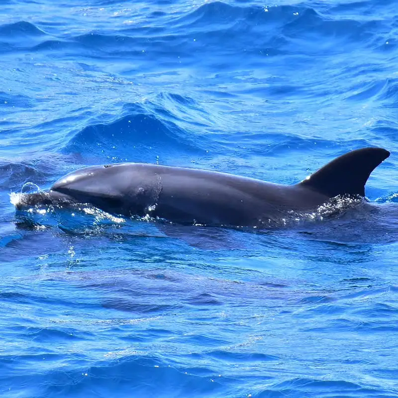Dolphin House - Speedboat 4