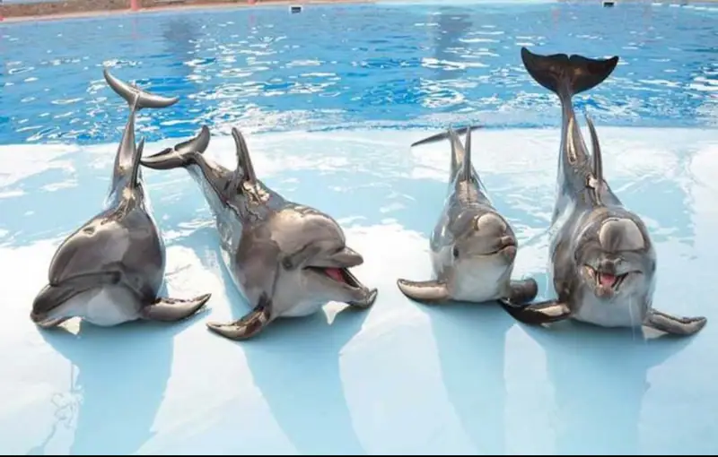 Spectacle de dauphins 3