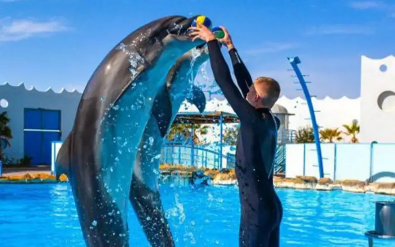 Spectacle de dauphins 2