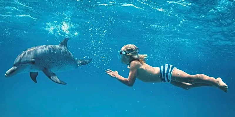 Delfintag auf See 3
