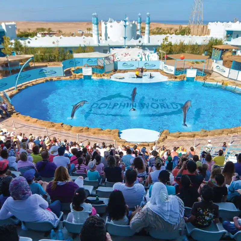 Spectacle de dauphins 5