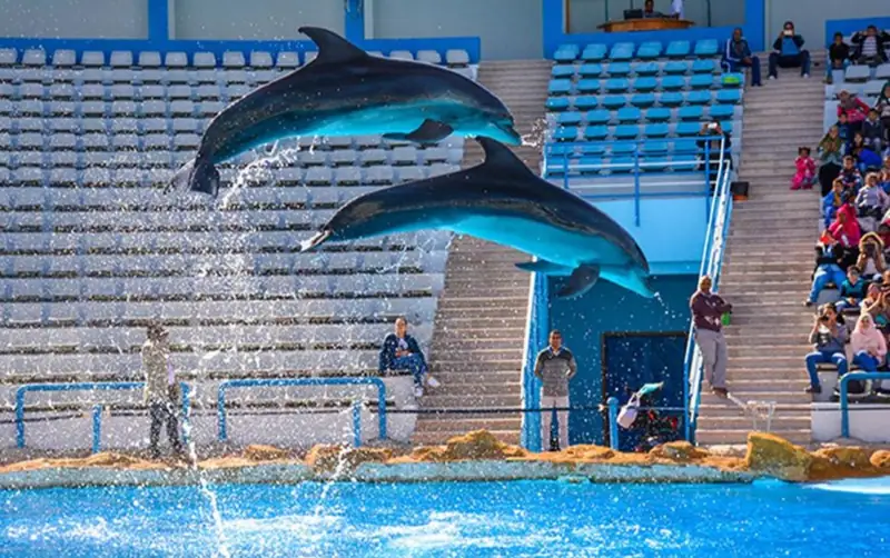 Spectacle de dauphins 4