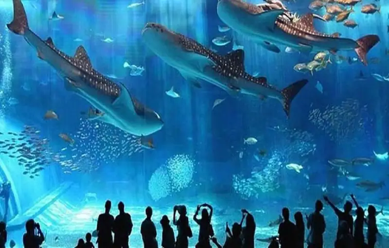 Aquarium Hurghada 3